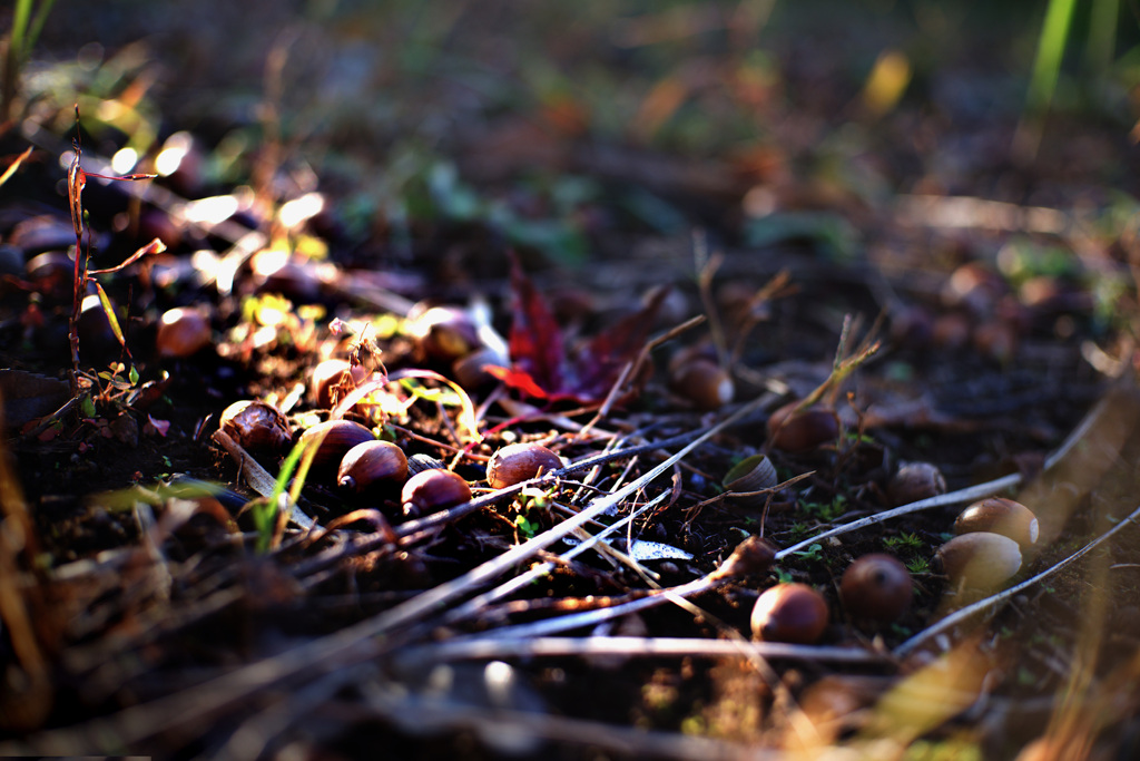 落ちたどんぐり