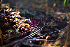 落ちたどんぐり