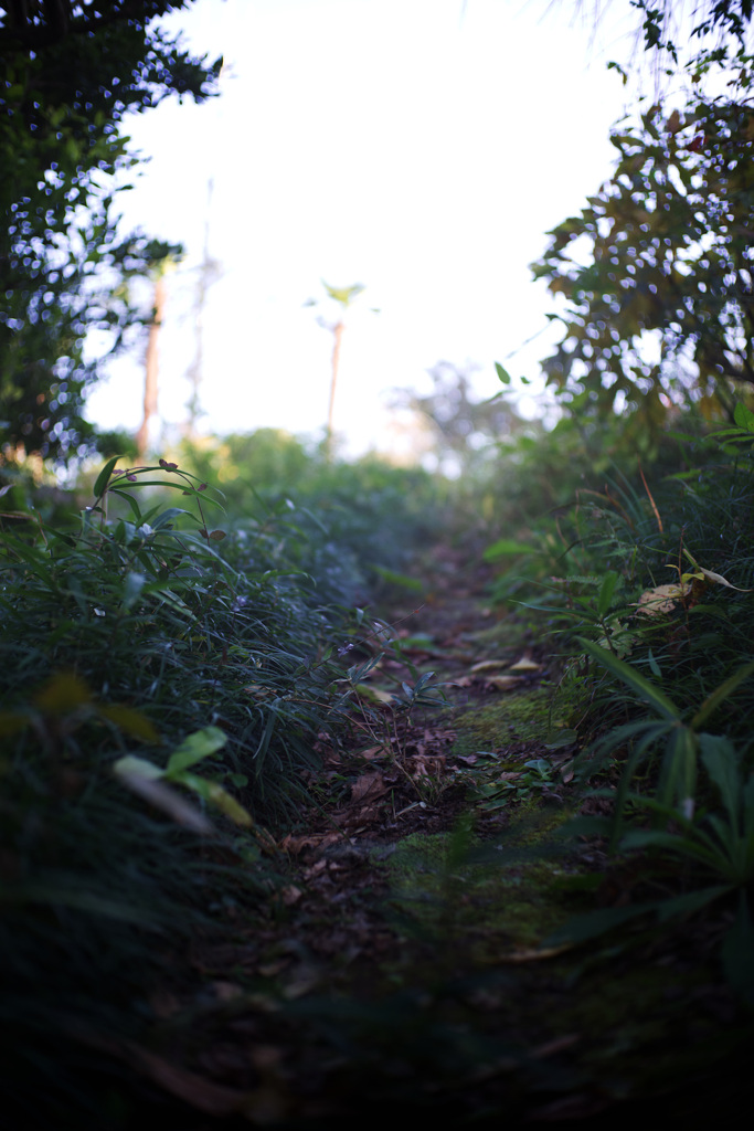 光が差し込む畑道