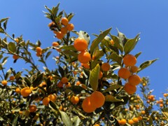 青空に映える、キンカンの実