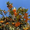 青空に映える、キンカンの実