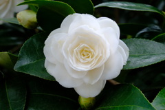椿の花