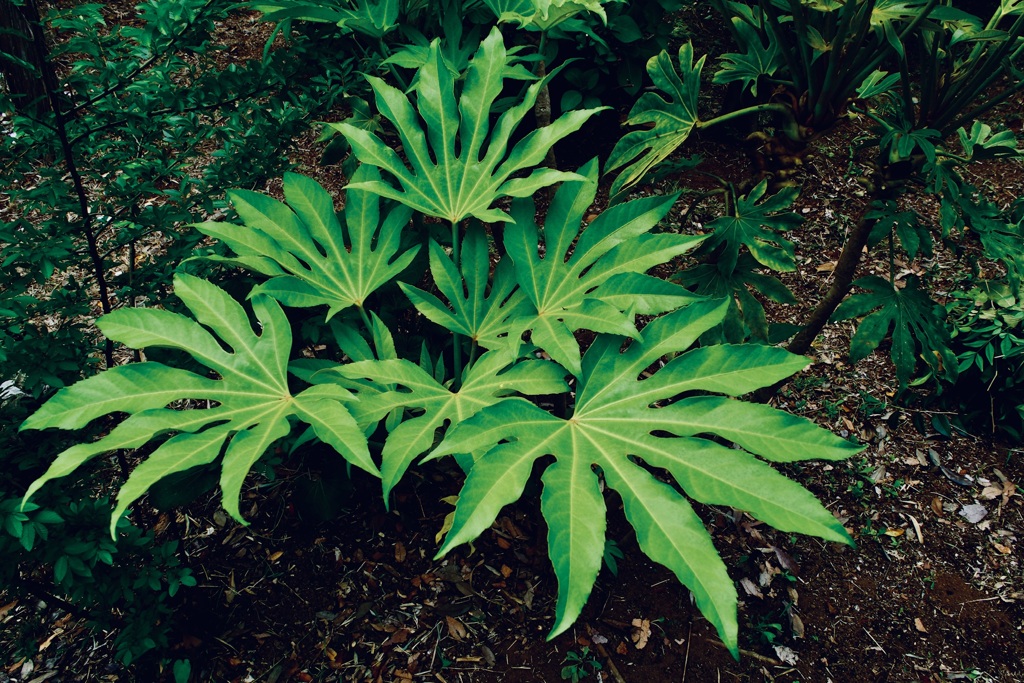天狗の持ち物