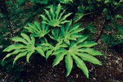 天狗の持ち物