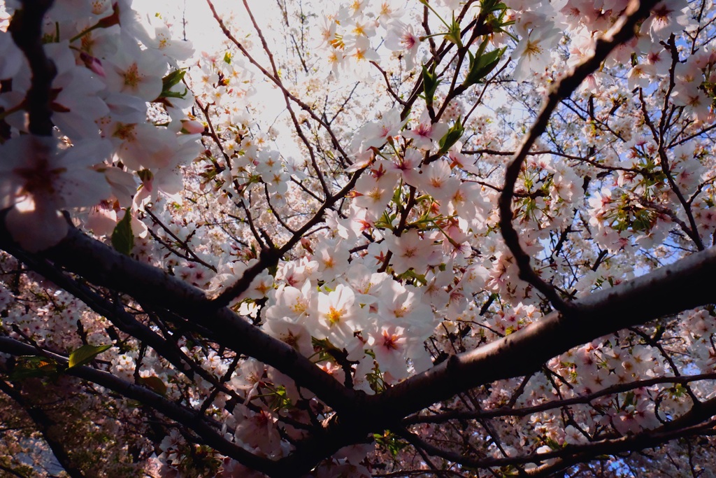 桜化粧