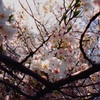 桜化粧