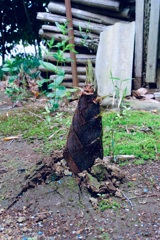 力強く