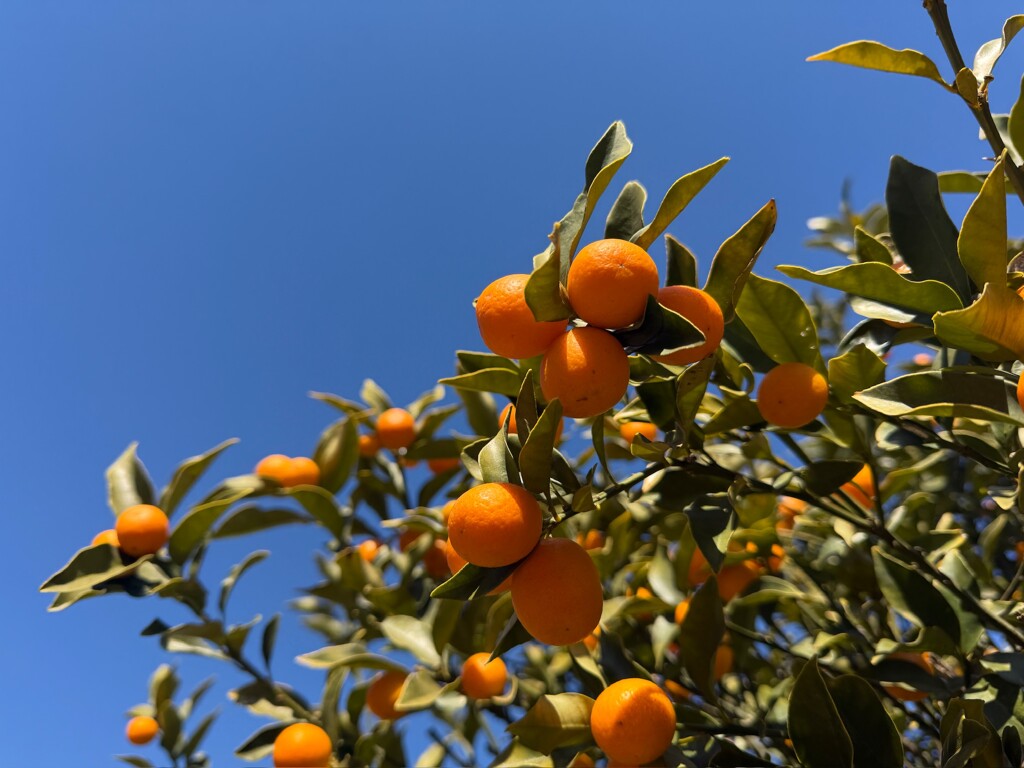 青空に映える、キンカン