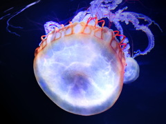クラゲのいる水槽