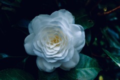 鮮やかな椿の花