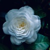 鮮やかな椿の花