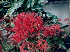 彼岸花