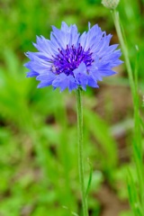 一輪の花
