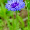 一輪の花