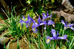 お花の季節
