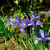 お花の季節