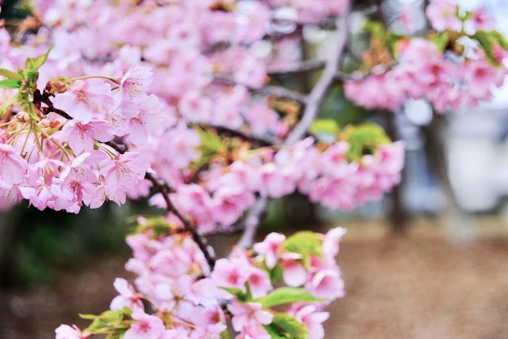 SAKURA