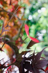 紅葉の子