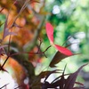 紅葉の子