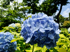 青い紫陽花