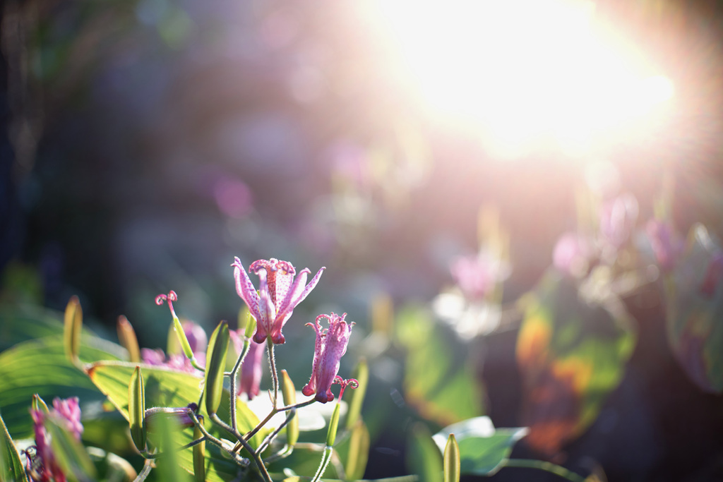 ユリ科のホトトギス