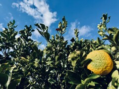 青空に映える実