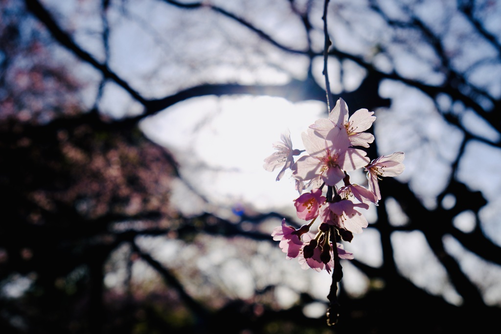 日と桜