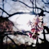 日と桜