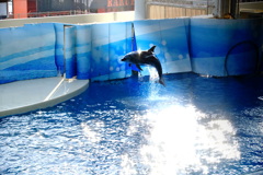 ジャンプするイルカ