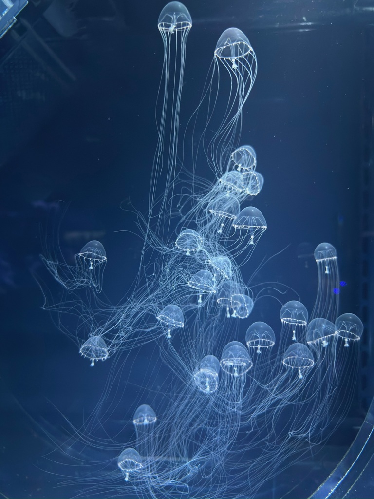 水族館にいたクラゲ
