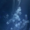 水族館にいたクラゲ