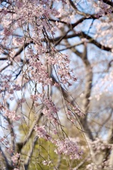 枝垂れ桜