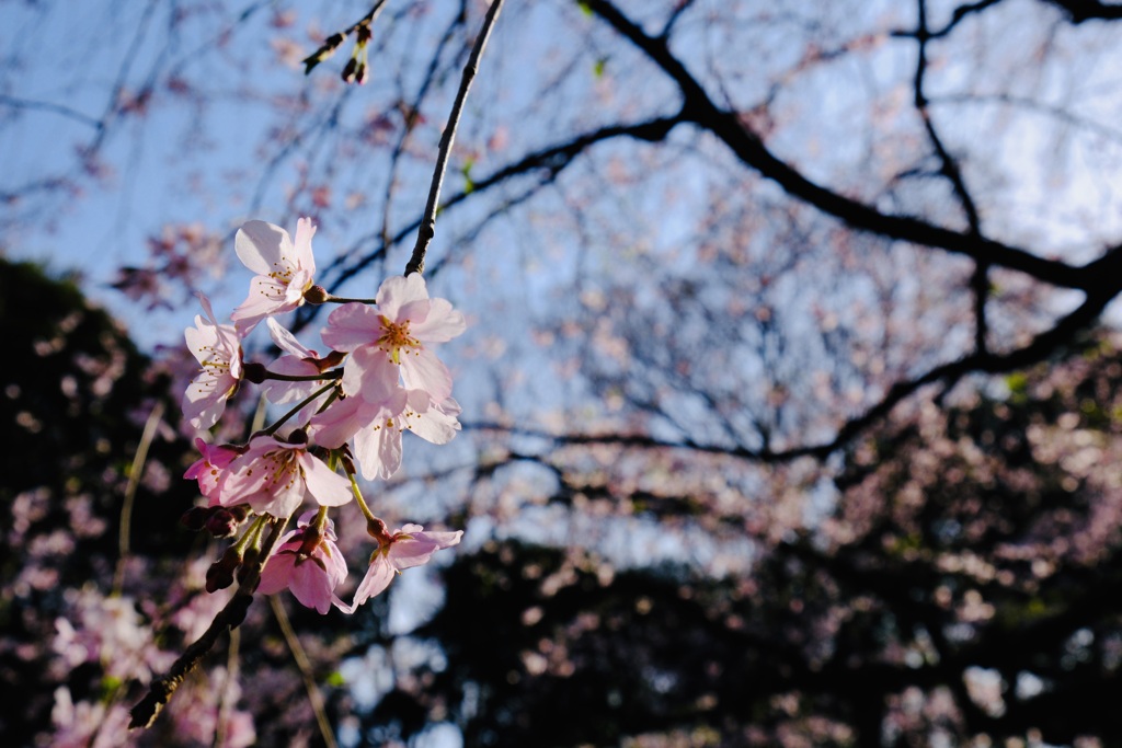 SAKUra