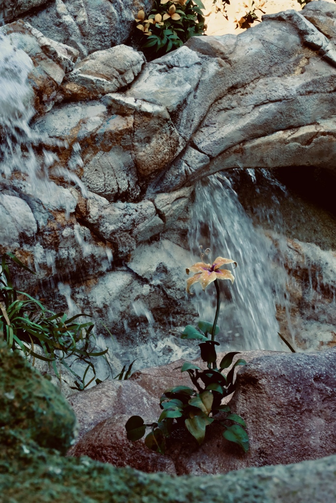 一輪の花