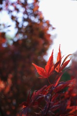 空に伸びる真っ赤なモミジ