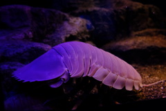 暗闇に潜むダイオウグソクムシ