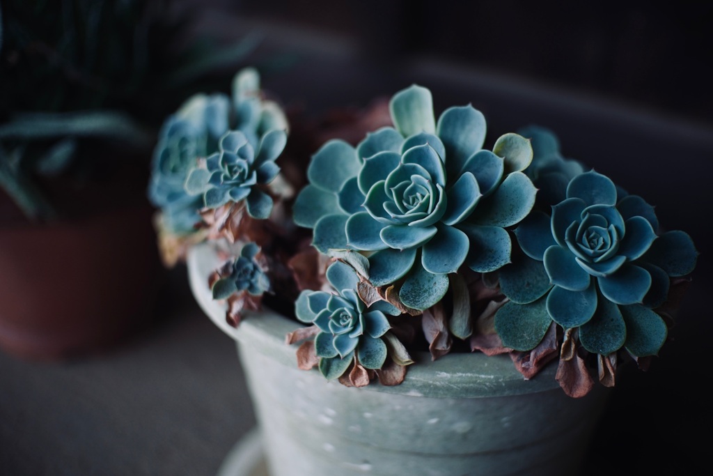 エケベリア・エレガンス