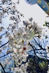 淡い桜