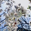 淡い桜