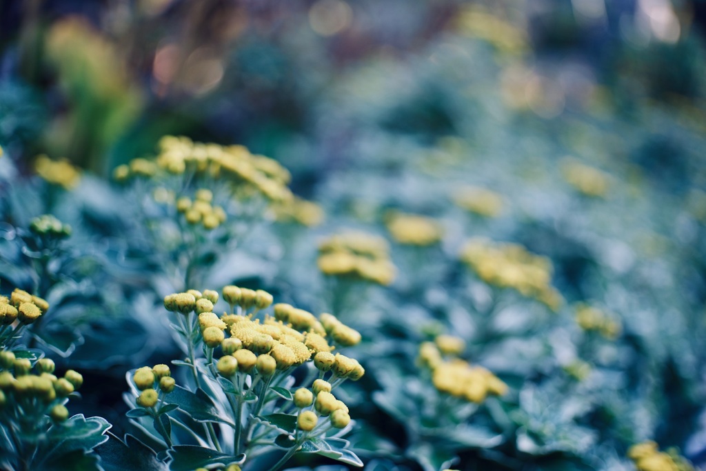 イソギクという花