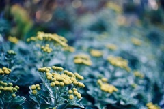 イソギクという花