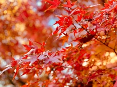 暖かさを感じた11月末