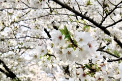 桜の季節