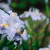4月に咲くシャガ