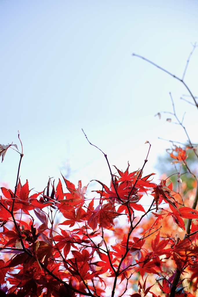 秋の日差しに輝く紅葉