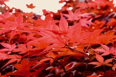 紅の葉
