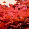 紅の葉