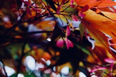 この時期でしか見ることができない紅葉