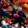 この時期でしか見ることができない紅葉