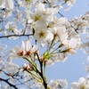 訪れ